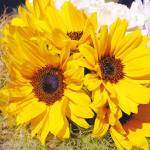 夏らしいお花がたくさん入荷してます！