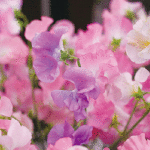 春のお花スイートピー、 常時５種類以上の色を取り揃えています。