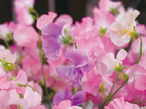 春のお花スイートピー、 常時５種類以上の色を取り揃えています。