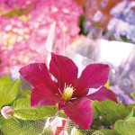 この時期の山城屋さんには、鉢物がいっぱい。