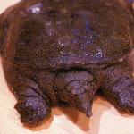 すっぽん鍋  １人前2,000円