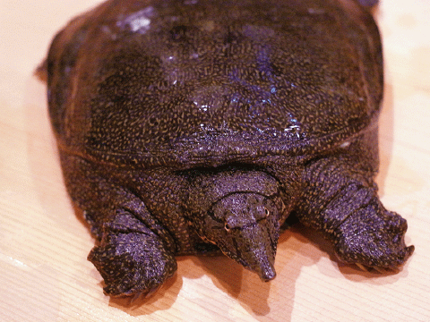 すっぽん鍋  １人前2,000円